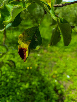 Close-up of an apple tree leaf with brown necrotic spots caused by fungal disease or bacterial blight in an orchard.