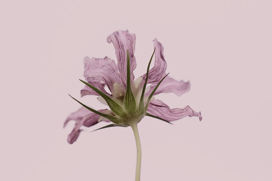 Wilted pink flower with faded petals on soft background