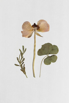 Pressed anemone flower and clover leaf on white paper