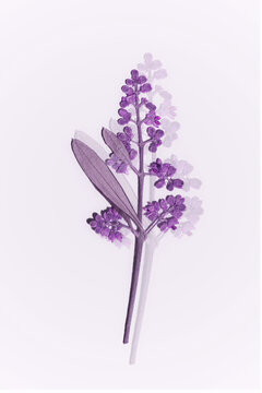 Purple olive twig with ghosted botanical shadow on white