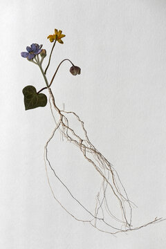 Pressed ivy leaf and violet flower with exposed root