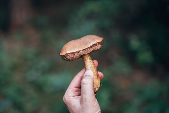 Brown birch bolete mushroom closeup with green bokeh