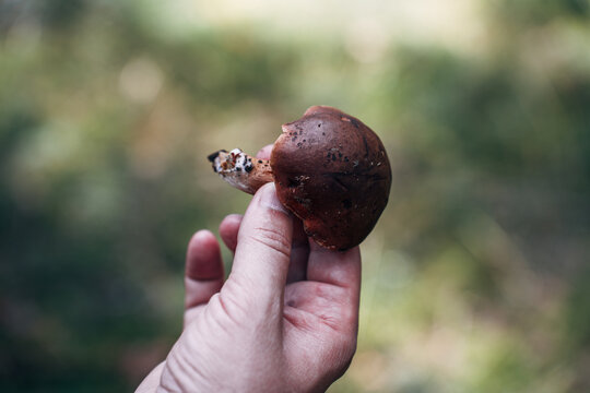 Bay bolete mushroom cluster in soft forest bokeh