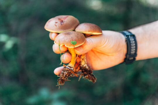 Suede bolete mushroom caps in a sunlit forest closeup