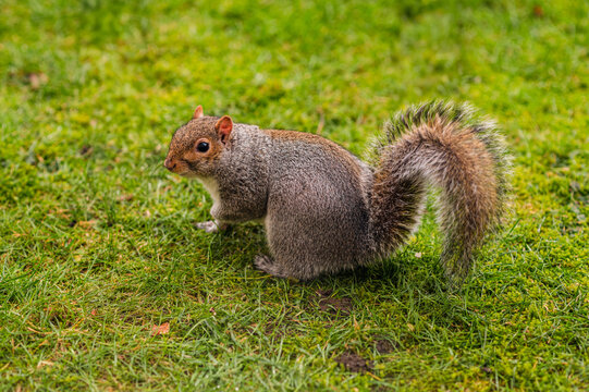 Gray squirrel on green grass with bushy tail