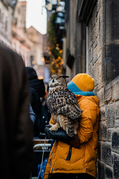 Child holding large owl on crowded city street