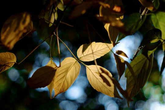 Autumn forest leaves glowing in warm sunlight and blue sky