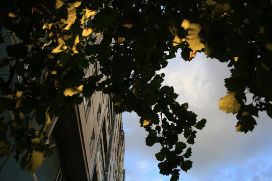 Autumn maple leaves frame urban apartment building and sky
