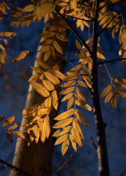Autumn forest leaves glowing in warm evening light