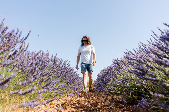 Man walk through lavender field under clear blue sky