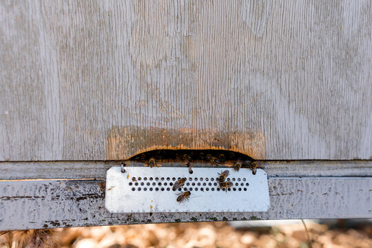 Honeybee colony at entrance of weathered wooden hive