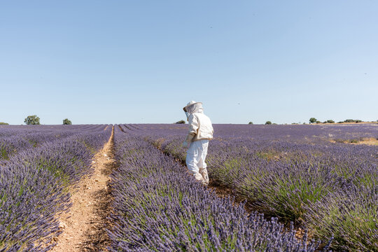 Beekeeper tending lavender field under clear blue sky