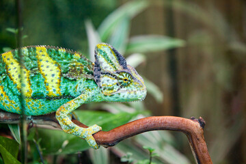Veiled chameleon (Chamaeleo calyptratus) on a branch © 2xwilfinger