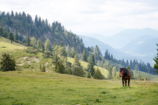 Horse (Equus ferus caballus) in mountain pasture in Gosau, Austria
