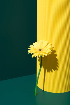 Yellow gerbera flower against dark green and yellow backdrop