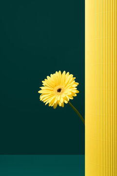 Yellow gerbera flower against dark green background