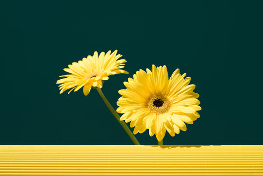 Yellow gerbera flowers against a dark green background