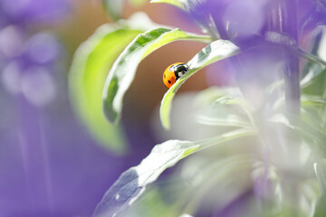 Coccinella septempunctata on a leaf with garden bokeh © 2xwilfinger