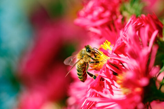 Apis mellifera bee collecting nectar on a red flower