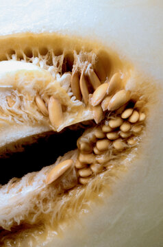 Honeydew melon seed cavity macro with fresh juicy flesh