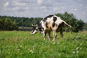 Cows graze in a field among the grass. Cow peeing in a green grazing field. Selective focus © VLAD ANTONOV