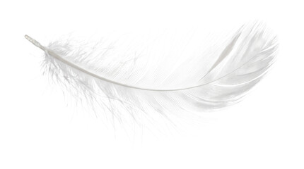 White bird feather isolated on transparent background png for delicate light design or soft floaty feel. © Isolated_png