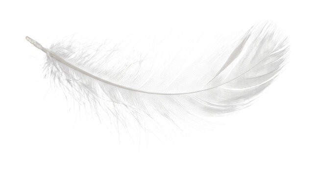White bird feather isolated on transparent background png for delicate light design or soft floaty feel.