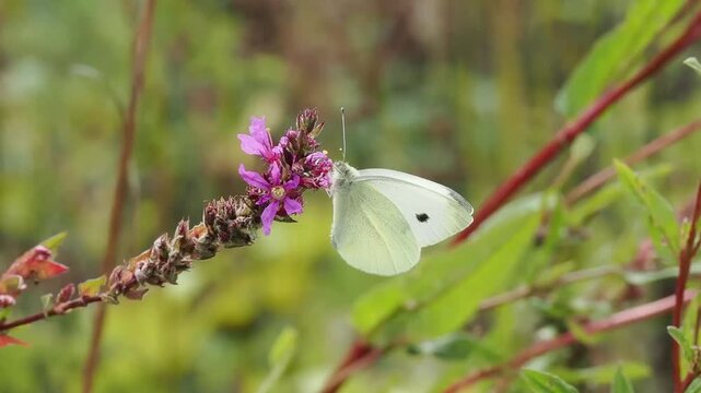 Cabbage white butterfly (Pieris rapae) a flying insect resting on a flower plant, macro nature photography of butterflies, close-up stock video footage clip