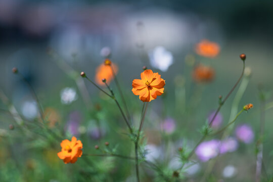Cosmos flowers in the garden, vintage color tone and soft focus