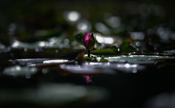 Between light and shadow, a waking lotus flower, with its first petals beginning to open