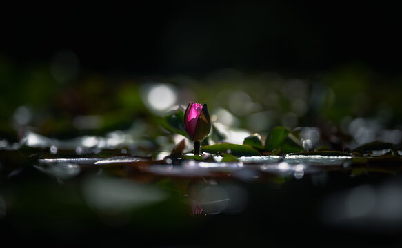 Between light and shadow, a waking lotus flower, with its first petals beginning to open