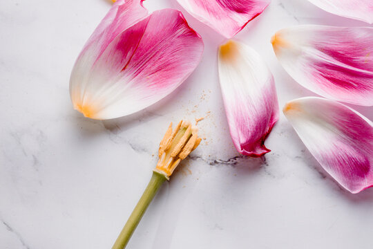 Pink tulip flower petals and stamen macro on marble background