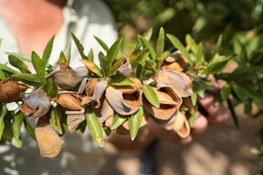 Senior farmer harvest almond branch in Mediterranean orchard