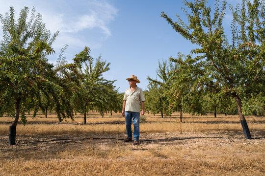 Senior farmer in organic almond orchard in Mediterranean spain