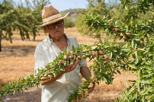 Active senior farmer inspect almond tree in Mediterranean orchard
