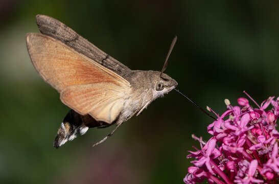 Hummingbird hawk-moth feed on red valerian flower