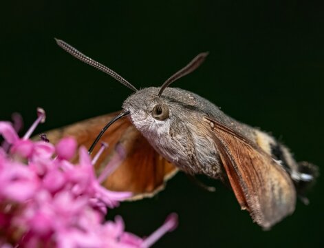 Hummingbird hawk-moth feeding on red valerian flower