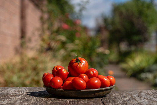 Fresh red tomatoes in plate on wooden table, closeup. A rustic metal plate filled with ripe red tomatoes and small cherry tomatoes on textured wooden table outdoors in sunny garden