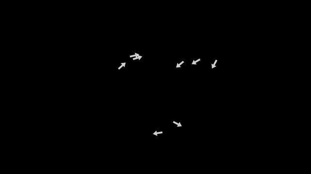 Dynamic Silhouettes of Flying Birds in Flight.