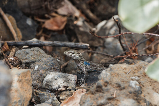 Canary Island lizard bask on volcanic rock