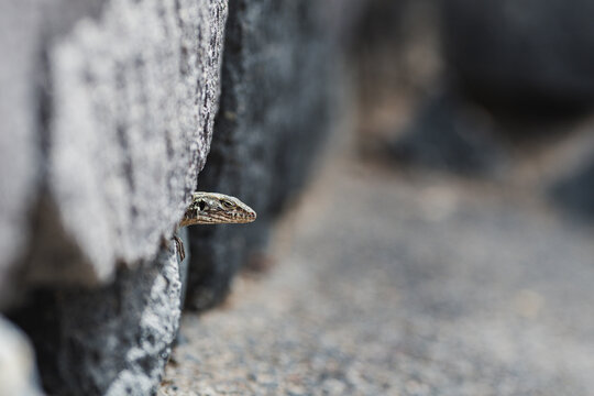Canary Islands lizard peering from rocky crevice closeup