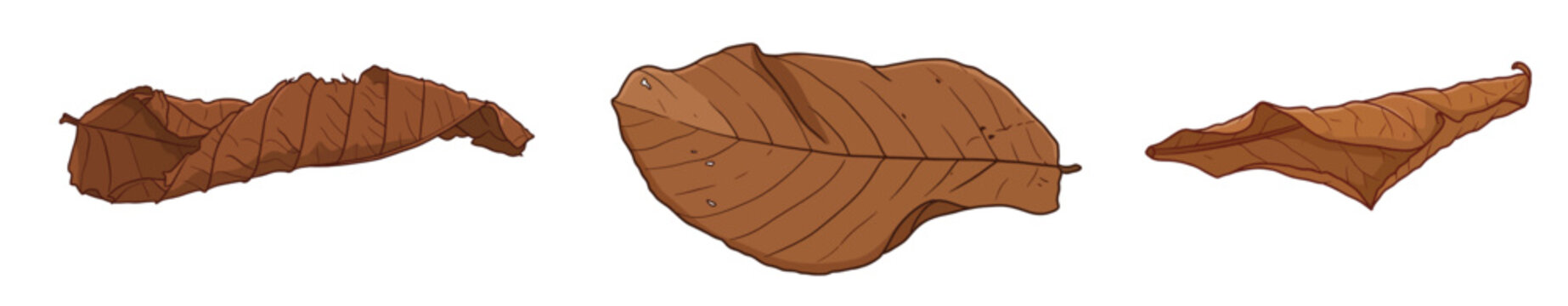 Dried Brown Autumn Leaves Set Curled Twisted Beech Oak Foliage and Flat Withered Leaf Collection Botanical Vector Illustration Isolated on White Background