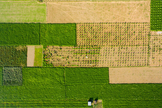 Aerial view of agricultural fields with farmers working among rows of crops, showcasing diverse textures and patterns of cultivated land in Manikganj, Dhaka Division, Bangladesh.