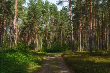 Scenic path in a coniferous pine forest surrounded by green bushes and blueberry plants. Ecotourism concept. © Lexis_Jan