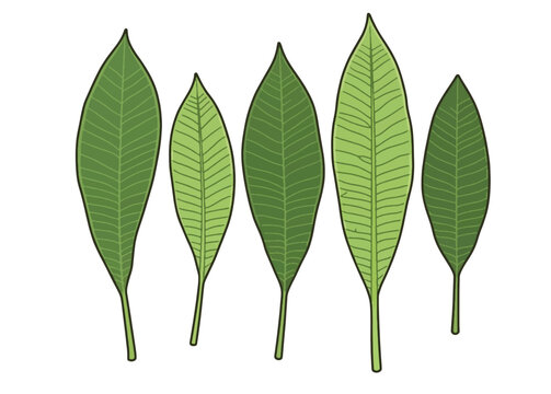 Fresh Plumeria Leaves Set Frangipani Foliage Mango Leaf Collection Lanceolate Tropical Botanical Elements Vector Illustration Isolated on White Background