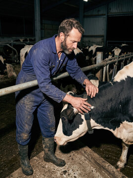 Farmer checking an electronic collar on a cow