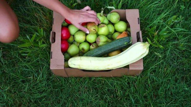 Fresh apple, pear, tomato and zucchini harvest in box