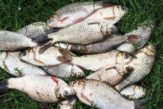 Recreational catch of gibel carp (Carassius gibelio)