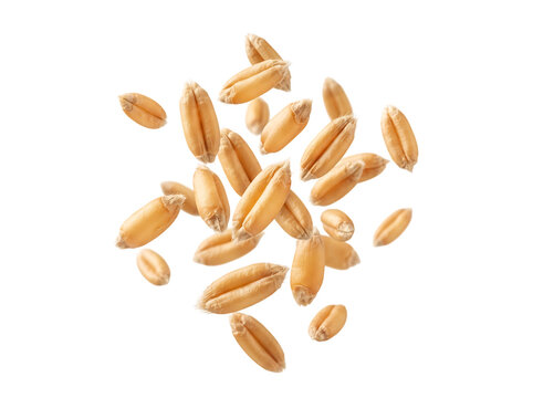 Falling golden wheat grains, flying raw cereal seeds for flour production isolated on transparent background