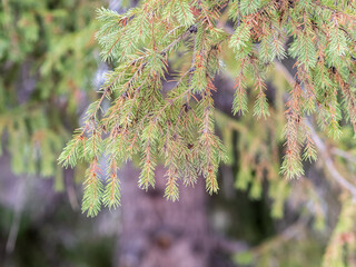 Background of green spruce branches in sunset light © Dmitrii Potashkin